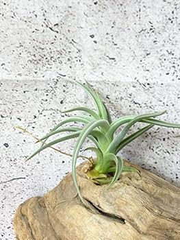 Amazon.co.jp: Frontier Plants現品チランジアアエ T. aeA ブロメリア
