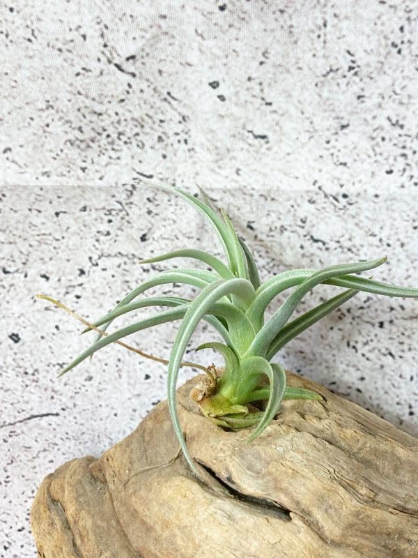 Amazon.co.jp: Frontier Plants現品チランジアアエ T. aeA ブロメリア