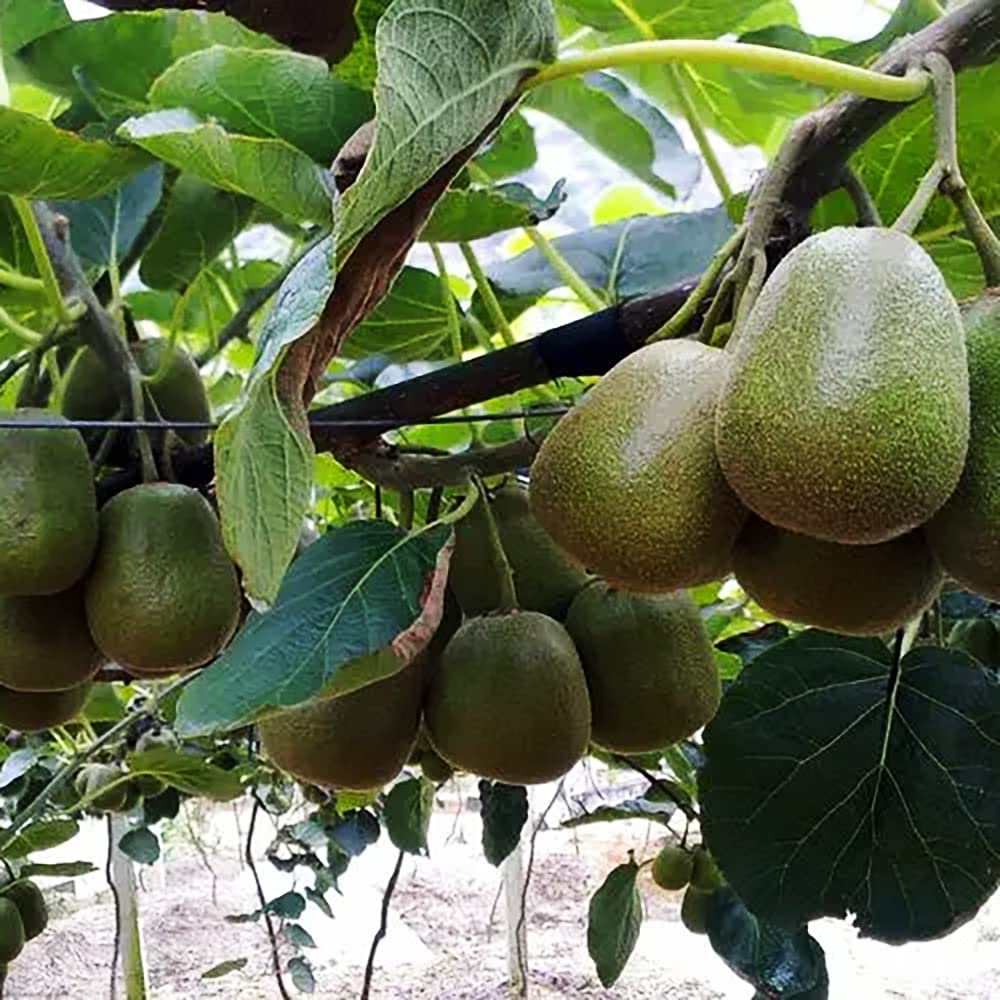 200pcs Kiwi Fruit Seeds You Can Eat It Straight or Juice It Refreshing Fruit Unique Aroma Lead A Person to Endless Aftertastes