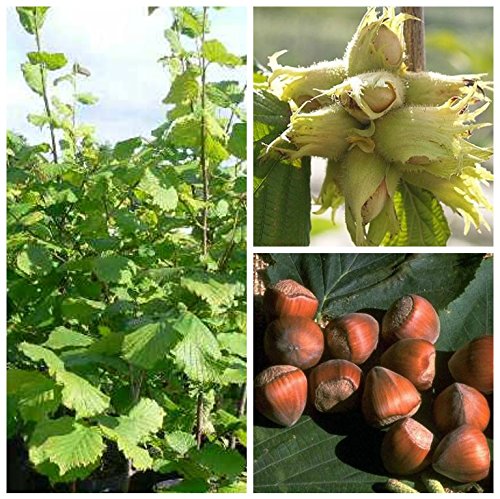 Nottinghams Fruchtbare Haselnussstrauch Hasel Bienenweide Busch ca. 110-140 cm mit 10 Liter Topfballen – Bild 4