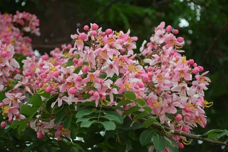 Image of Cassia Javanica Live Plant with Pot | Pink Shower Tree Flowering Plant | Java Cassia Live Tree Plant for Home Garden Balcony Terrace