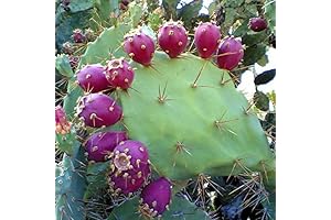 Prickly Peyote Cactus Seeds (Opuntia stricta), Packet of 5 Seeds