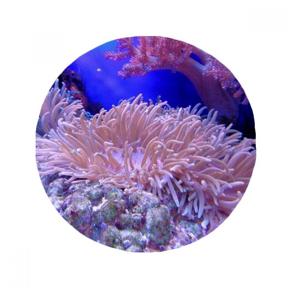 Tapis océanologie corail pour harmoniser votre salon et entrée