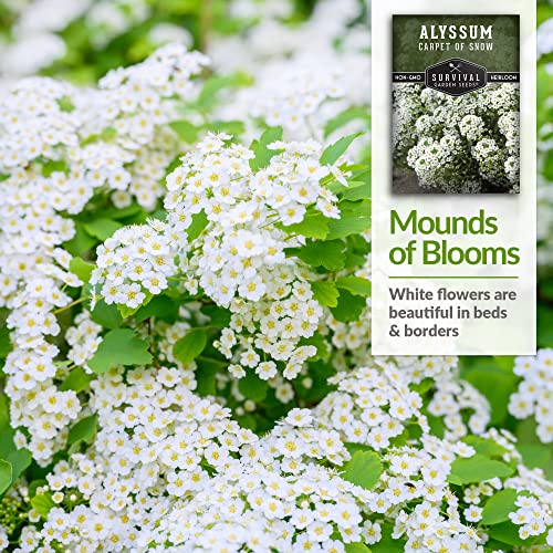 Survival Garden Seeds - Carpet Of Snow Alyssum Seed For Planting - Packet With Instructions To Plant And Grow Lobularia Maritima In Your Home Flower Or Vegetable Garden - Non-Gmo Heirloom Variety #TOP3