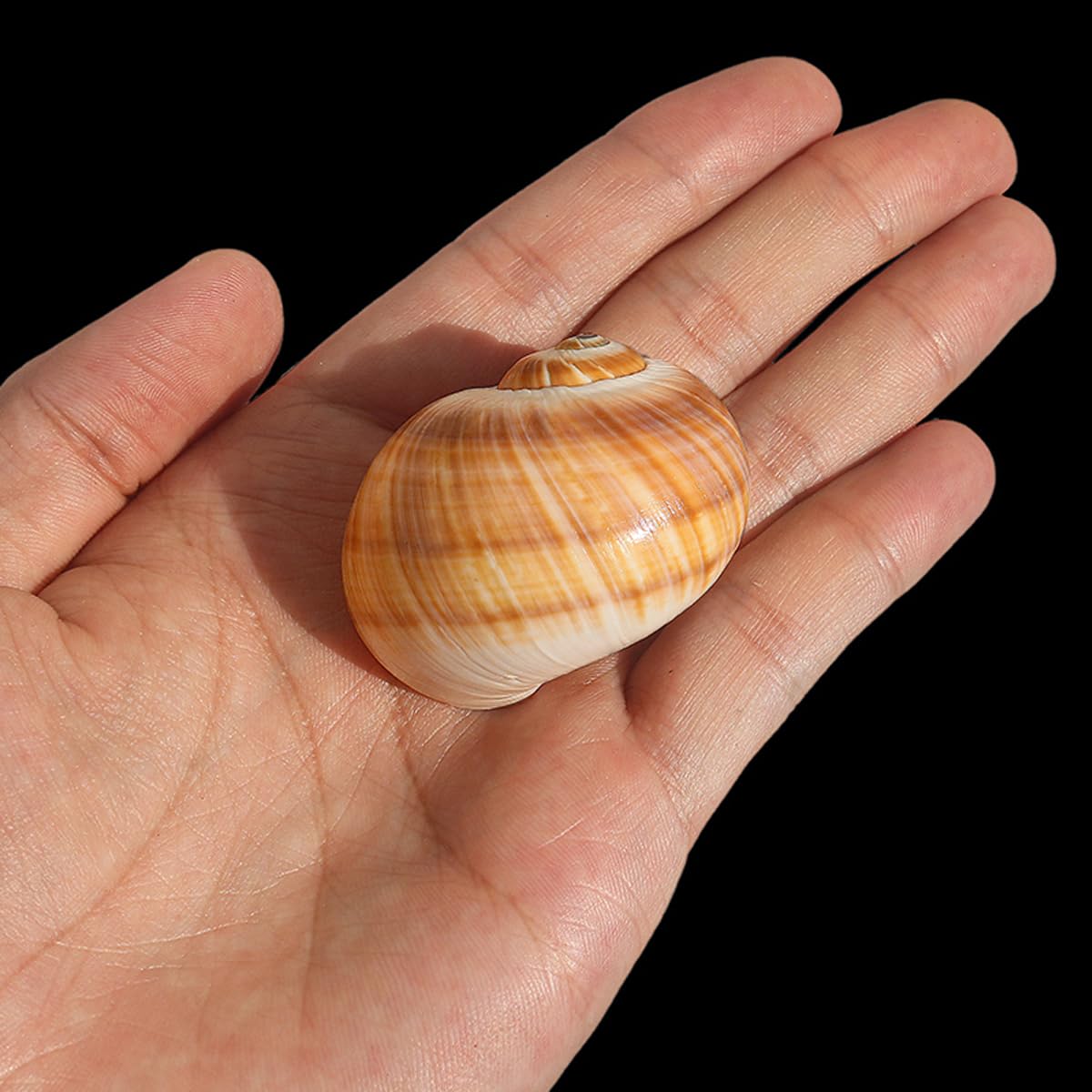 Muszla, 10 sztuk śrubowych ust ma około 3 ~,5 cm na dekoracje ślubne