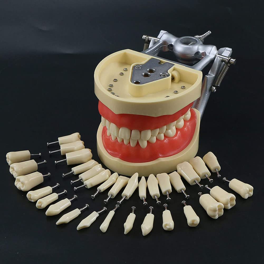 Testa di manichino simulatore dentale con 32 denti rimovibili, guancia realistica per allenamento e insegnamento, modello standard per studio e pratica