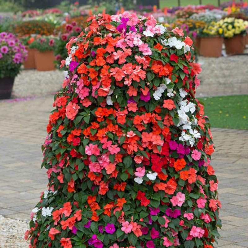 Impatiens Plant Live Random Colors Plant Impatiens Flower Plants 3-5 Perennial Impatien for Planting Outdoors