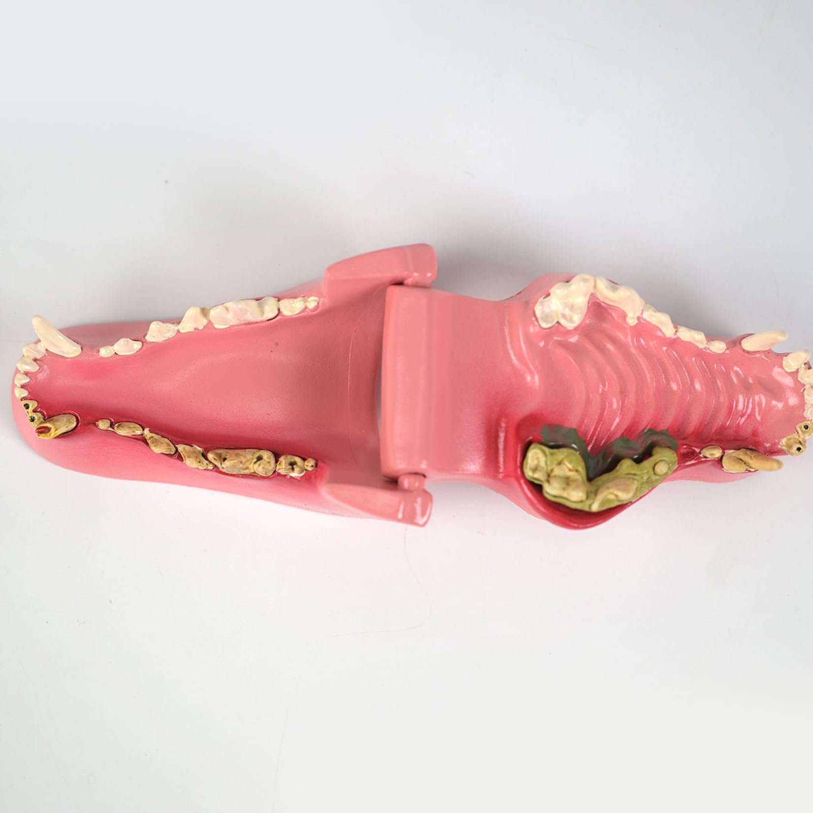 Modèle De Dents De Chien À Application Multiple Pour L'éducation Vétérinaire Formation Soins Des Animaux De Compagnie Et Apprentissage À Domicile En Matériaux PVC Modèle D'incisives Pour Chien