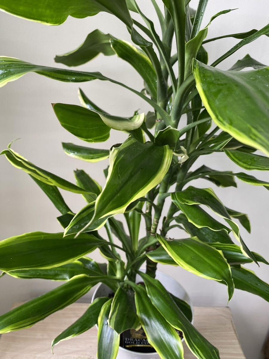 希少 レア品種 ドラセナゴールドコースト 8号鉢 100センチ 写真現物