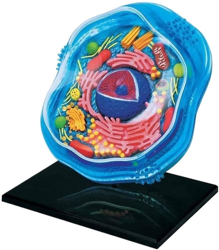 Tierzelle Anatomie Modell mit 24 Teilen für Biologie Studium und Lehre