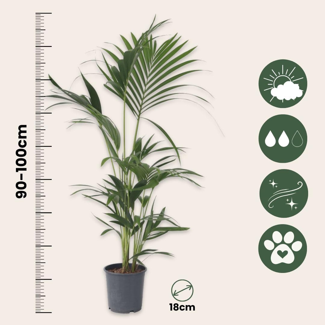 Plant in a Box - Howea forsteriana - Set de 2 - Palmera de interior - Kentia - Maceta 18cm - Altura 90-100cm - Planta verde - Siempre verde