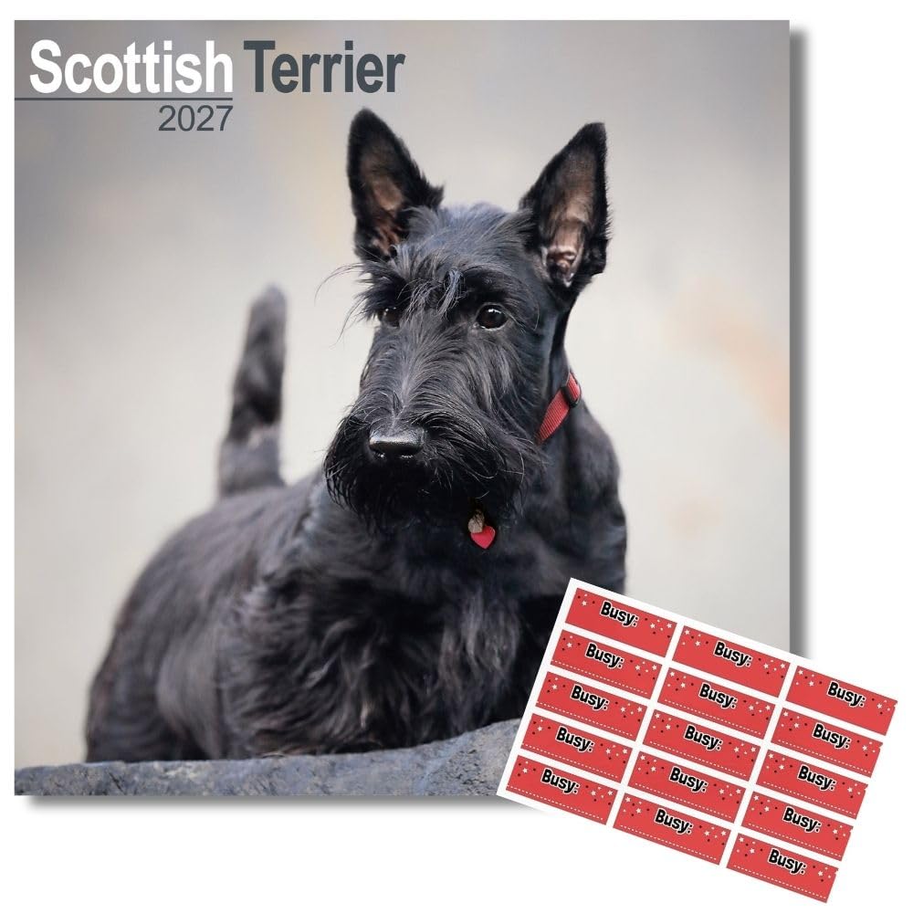 Avonside Scottish Terrier 2027 Square Calendar with Organisational Stickers