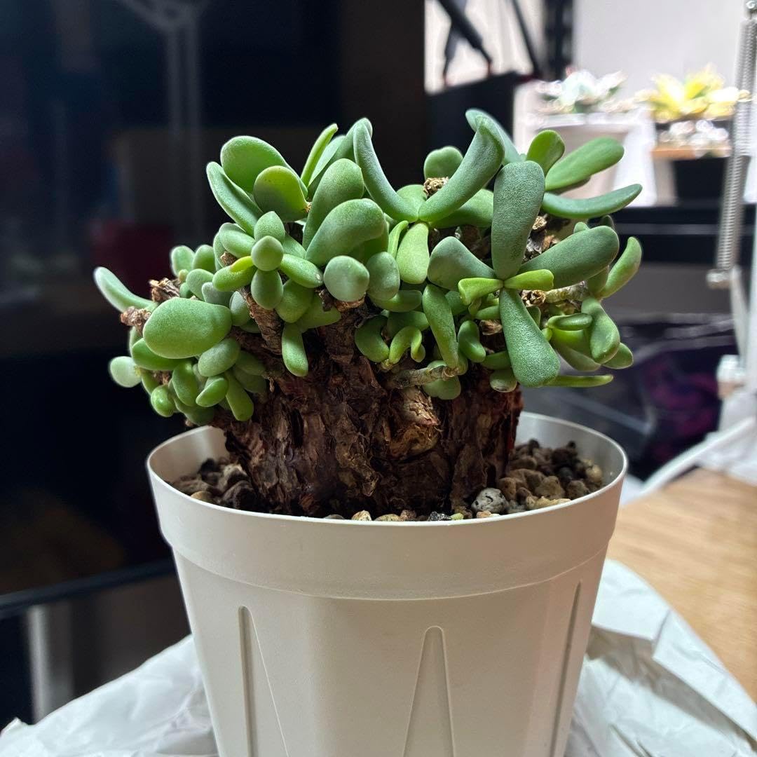 ケラリアピグマエア（Ceraria pygmaea) 【公式通販】