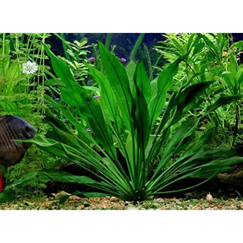 Live Amazon Sword Plant by AquaPlants Cover