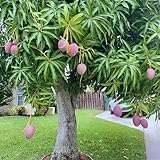 No CA, Valencia Pride Mango Plant Tree Live, Mango Trees Plant Grafted, 2 to 3 Ft in Height in 3 Gallon Pot, Grafted Mango Trees Live Plants for Planting