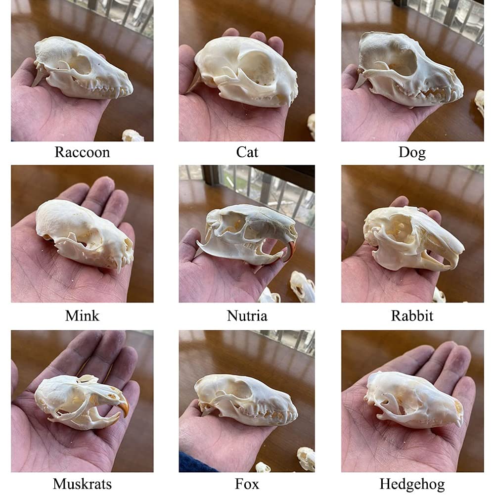 9pcs crâne d'animal réel lot de chat chien renard hérisson ragondin raton laveur rat musqué vison lapin spécimens de crâne pour la décoration de la maison étude d'objets de collection ( Color : Set of