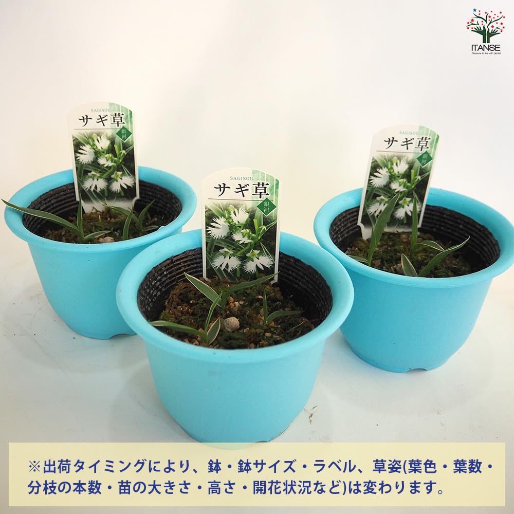 Amazon.co.jp: サギソウ(鷺草) 銀河 4号 1個売り【品種で選べる花苗