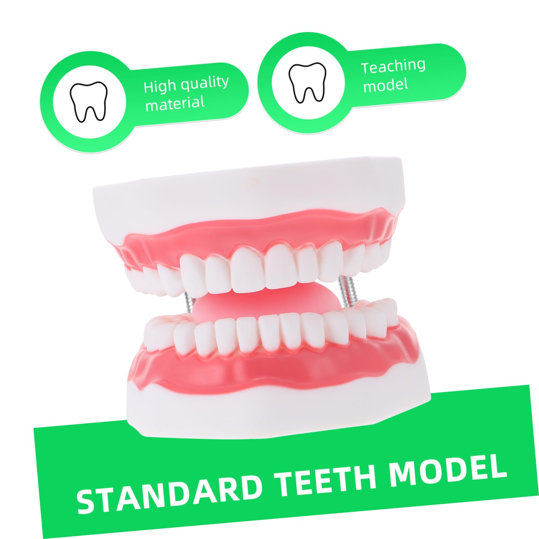 Modello Denti Didattico 6x Bianco Pvc con Spazzolino | Ausilio Educativo per Ragazzo Ragazza, Aspetto Creativo, Interazione Genitore-figlio