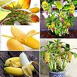 Resistente al frio. Semillas de Plátano Enanas, Fruta Exótica con Fruta Rosados o Amarillos Comestibles, Semillas Frutales para Bonsai, Huerto, Jardin, Balcon (Amarillo 100pcs)