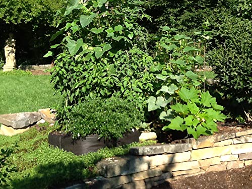Victory 8 Fabric Raised Bed 2 ft X 2 ft Garden GREEN GARDENING Raised Bed, AeroFlow Fabric POT EZ-GRO SQUARE - Thumbnail 4