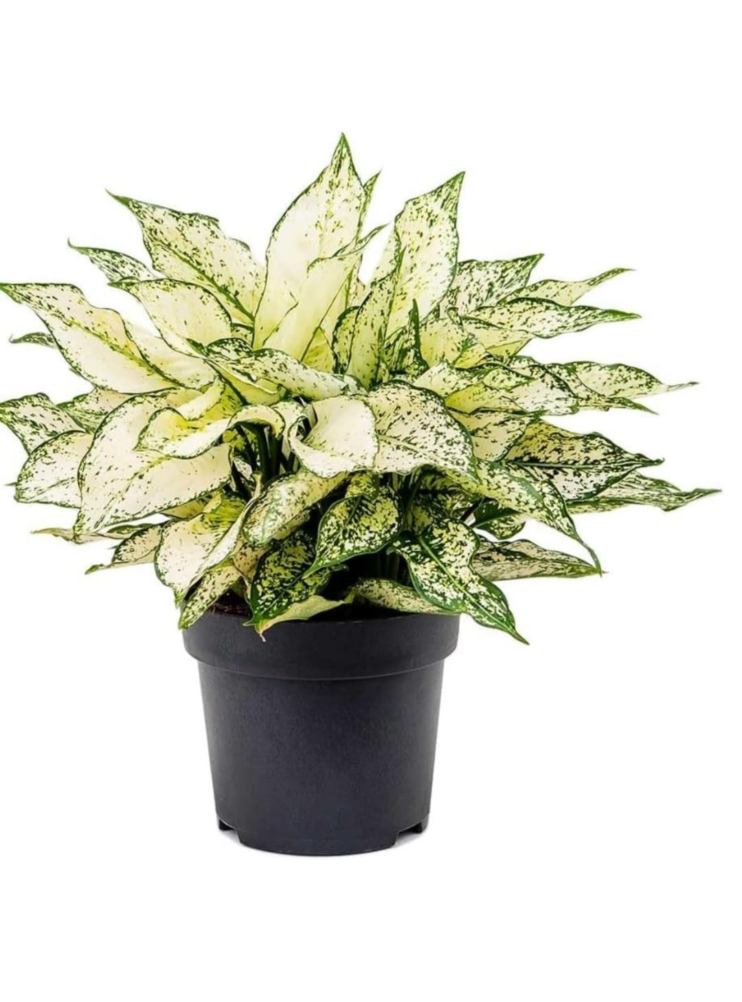 See full amazon price history chart for UGALOO Aglaonema Live Plant Snow White With Black Plastic Pot UGALOO Aglaonema Live Plant Snow White With Black Plastic Pot (B0CX1ZWCJW) Amazon Price History, Amazon Price Tracker