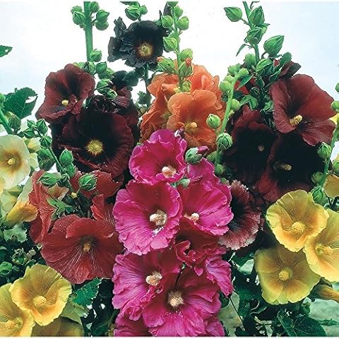 Hollyhock Seeds - GIANT DANISH MIX - Rare Biennial - 11 Feet Tall - 25 Seeds Cover