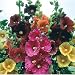 Hollyhock Seeds - GIANT DANISH MIX - Rare Biennial - 11 Feet Tall - 25 Seeds