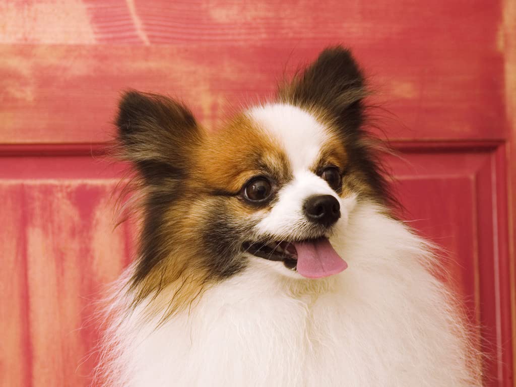 Amazon | かわいいパピヨン犬の動物の風景 大人の子供のための5D 