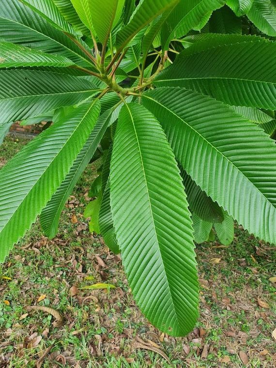 Elephant Apple Forest Native Live Plant | Tree | 1 Ft | (1 Live Healthy Plant)