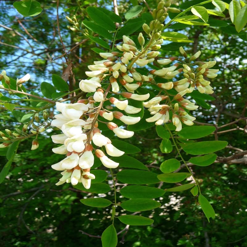Shop 360 Garden Robinia Pseudoacacia/Black Locust/False Acacia Flowering Tree Seeds - Pack of 25 Seeds (B0BQFLD5QR) Amazon Price History, Amazon Price Tracker
