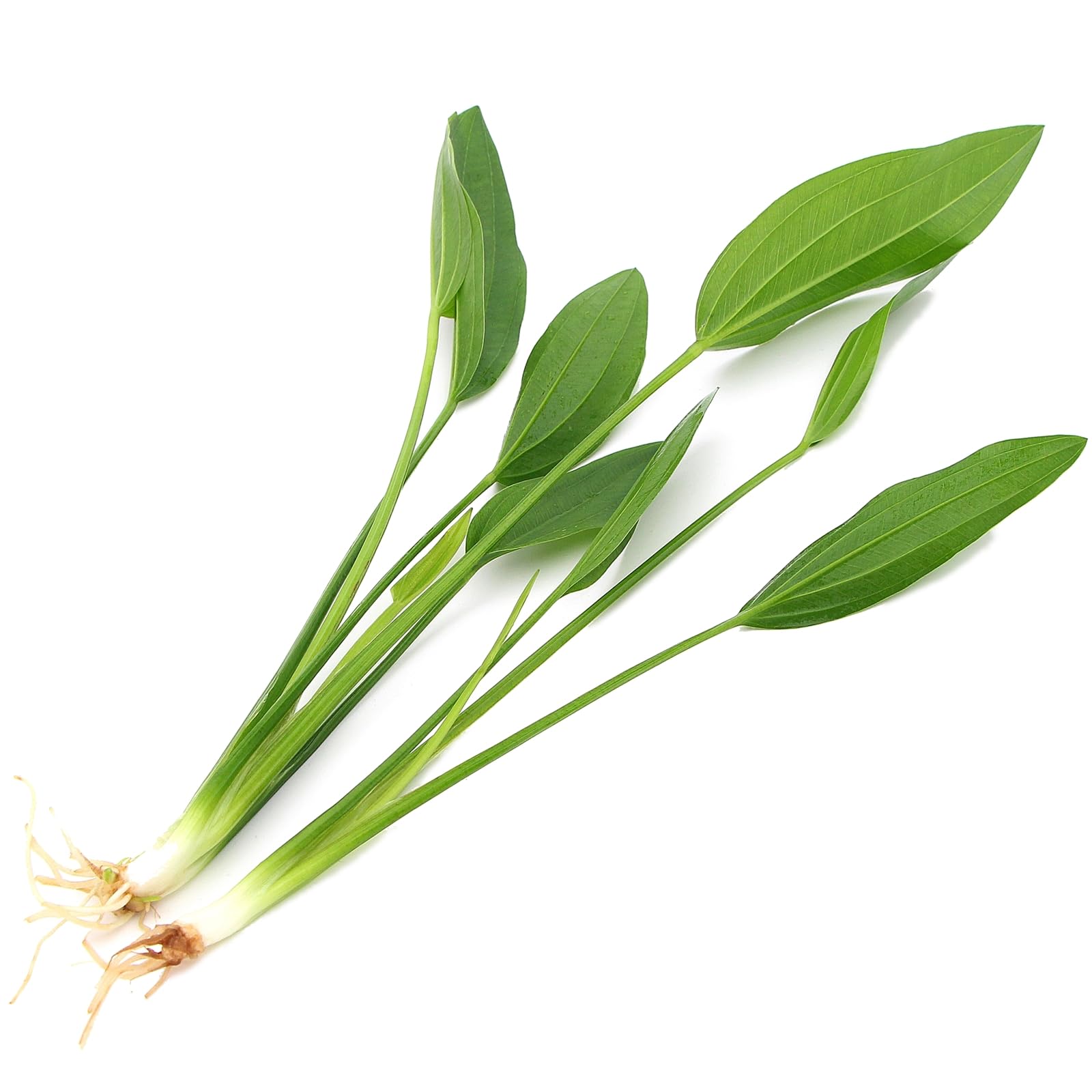2 x Echinodorus Argentinensis XL (30-40 cm) Live Aquarium Plant Amazon Sword Freshwater Tank Decoration Fast Growing Easy Care Broadleaf Oxygenating Natural Root Feeder Tropical Planted Tank K2AQUA