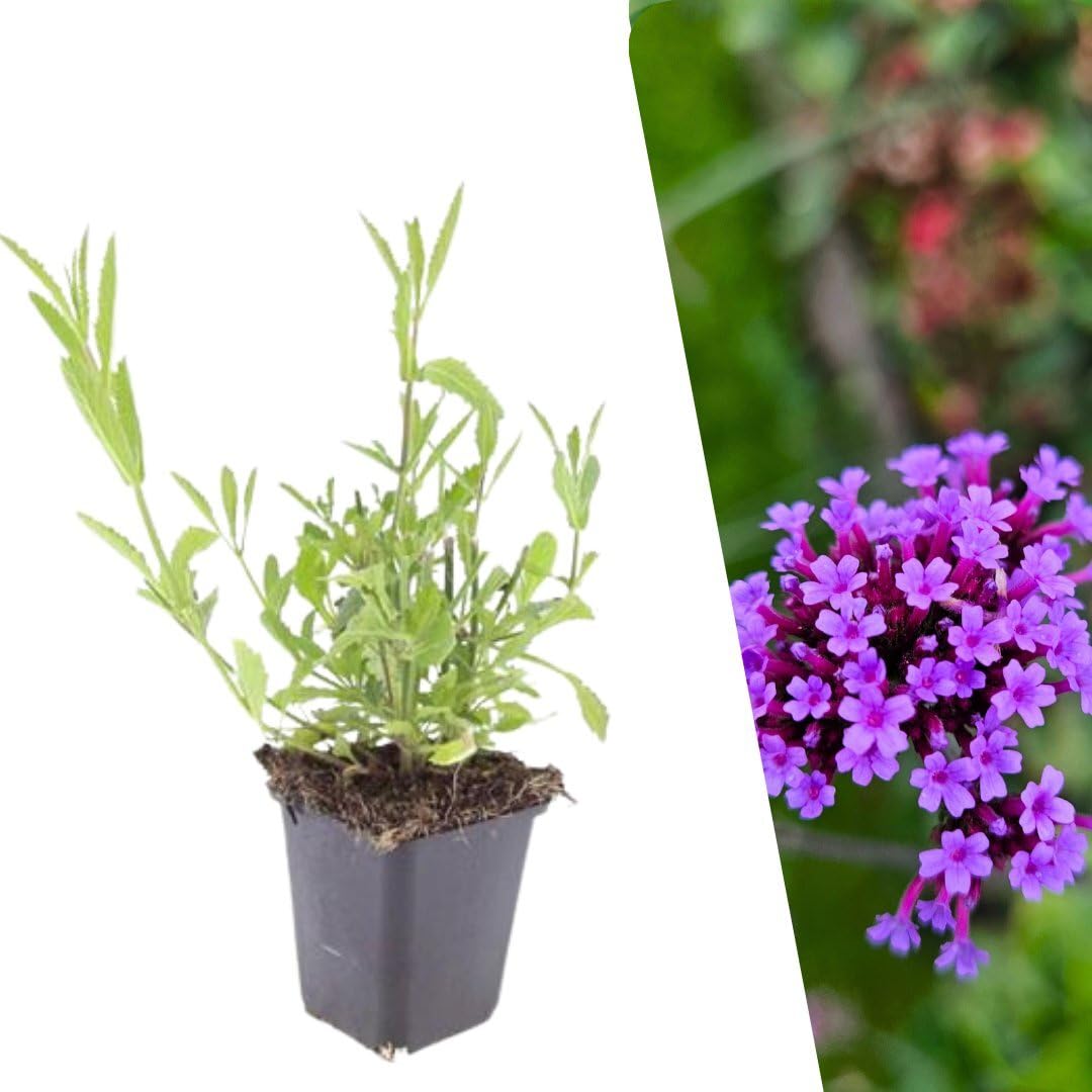 Plants by Frank Verbena Bonariensis, 24 plantes de verveine, Ø 9 cm