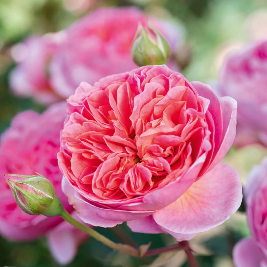 See full amazon price history chart for Nursery Live Hybrid Rose Flowering Plant (Peach Lotus, Bud Grafted) Exotic 1 Live Flowering Plant Nursery Live Hybrid Rose Flowering Plant (Peach Lotus, Bud Grafted) Exotic 1 Live Flowering Plant (B09FTH1C2K) Amazon Price History, Amazon Price Tracker