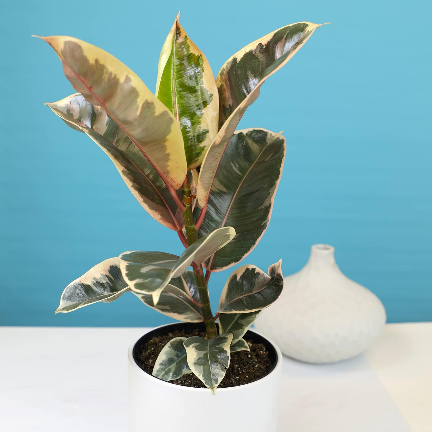6" Ficus Tineke, Variegated Rubber Plant, Real Ficus Tree, Indoor Garden Greenhouse Plant Room Decor Office Plants Live Real Plants Indoor Live Plants Indoor Plants Live Houseplants by Plants for Pets