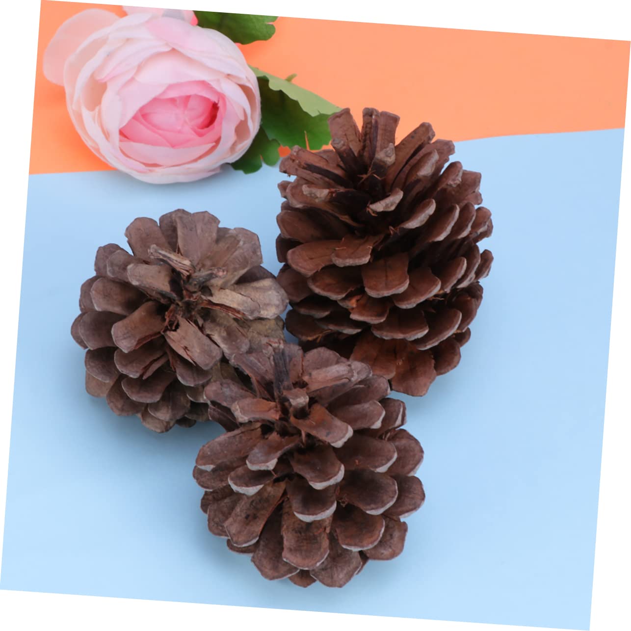EXCEART 50pezzi Pigne Naturali Confezione Da Decorazioni Natalizie Per Albero Di Natale Casa Cucina Tavolo Vetrina Ornamenti Invernali Feste Festival Matrimoni