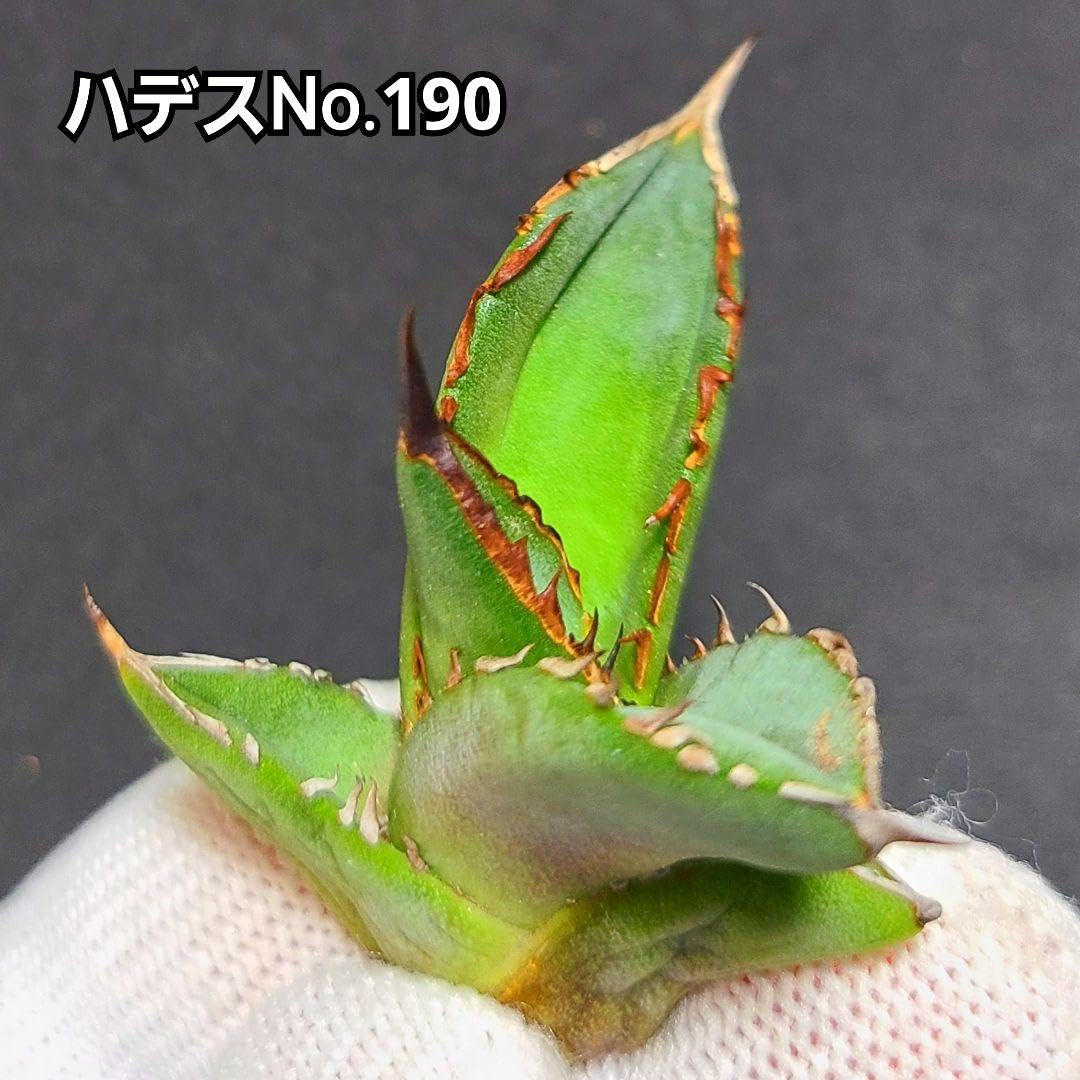 Amazon.co.jp: アガベ チタノタ ハデス No.190 恐竜牙歯 優良血統子株 Amazon.co.jp: アガベ チタノタ ハデス No.190 恐竜牙歯 優良血統子株