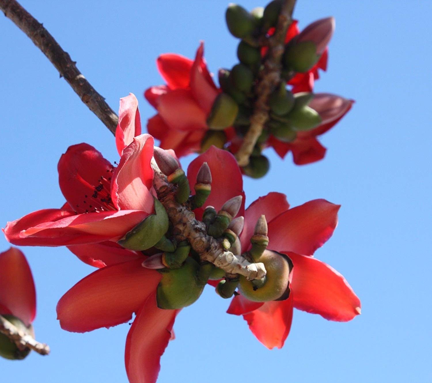 Shopvise 5 Seeds of Bombax Ceiba Red Cotton Tree