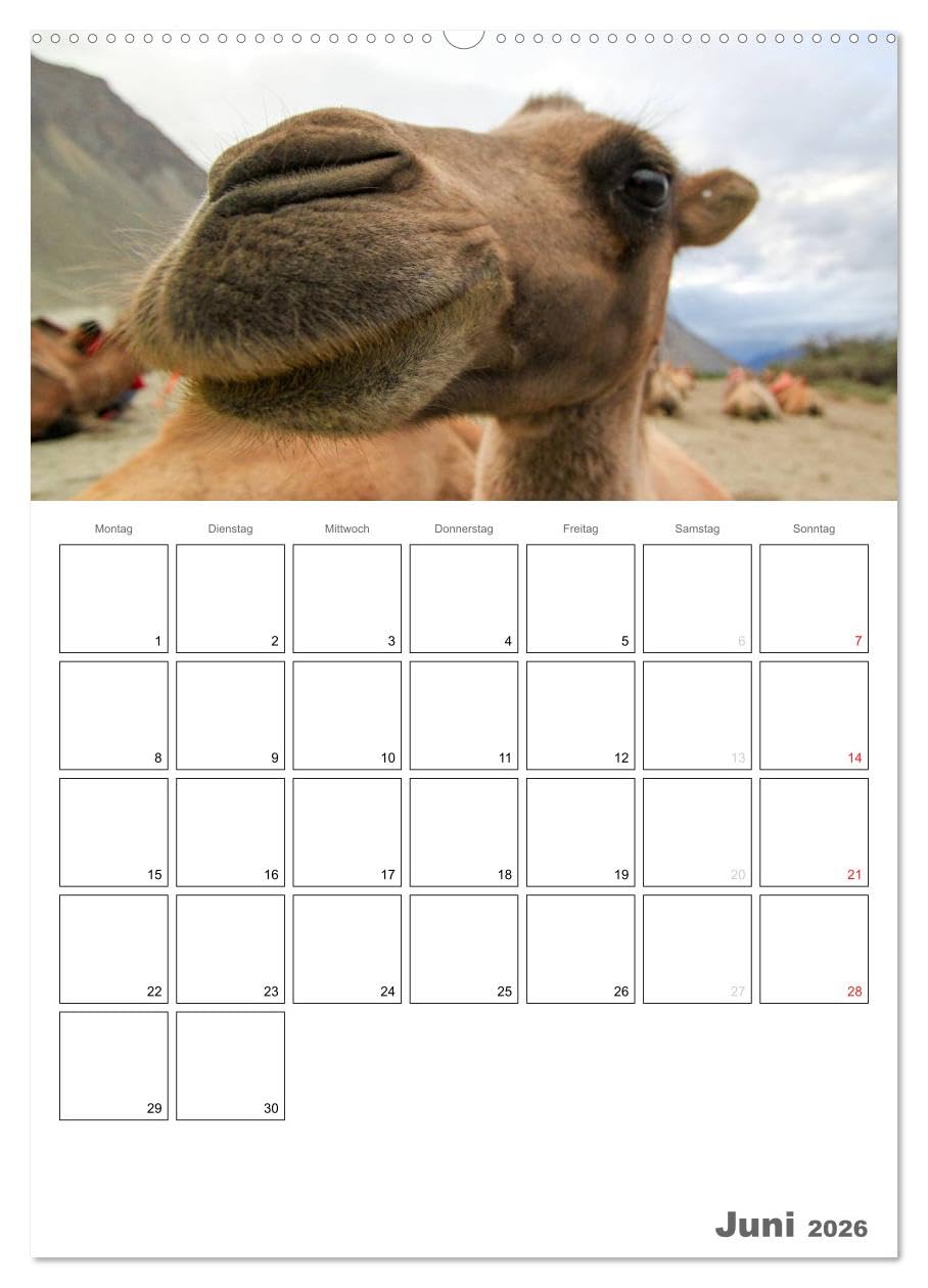 Kamel Porträt (hochwertiger Premium Wandkalender 2026 DIN A2 hoch), Kunstdruck in Hochglanz: Der etwas andere Tierkalender jetzt als Familienplaner (CALVENDO Tiere)