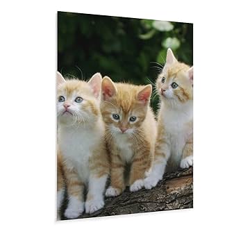 絵画 インテリア 油絵 F4-050620 可愛い子猫のお昼寝 絵画 額付 ( 黒 ) 油絵 F4-050620 子猫のお昼寝 猫 絵画 黒猫 油絵