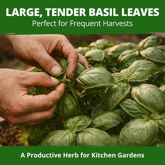 HOME GROWN Italian Large Leaf Basil Seeds, 1,424 Seeds, Ocimum basilicum