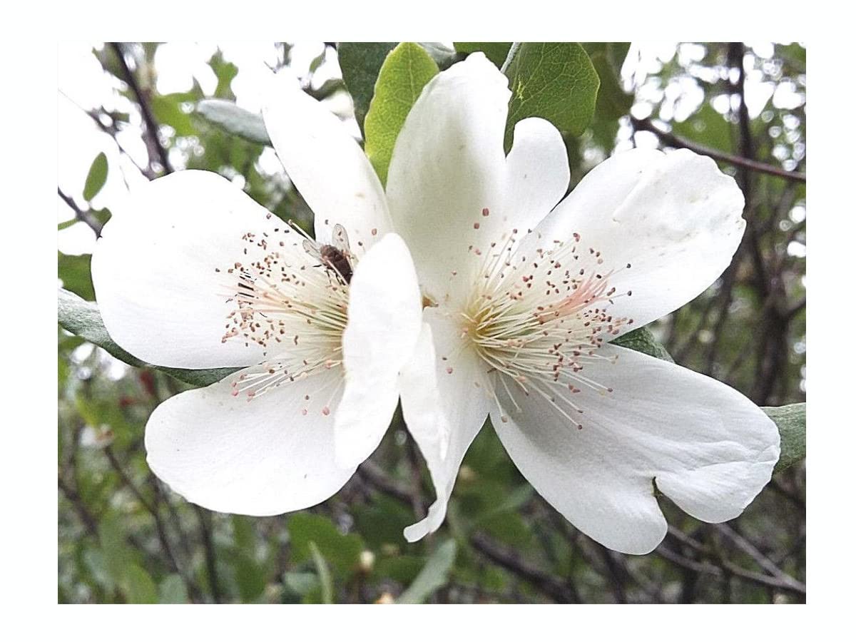 Tree Online Nursery EUCRYPHIA GLUTINOSA Brush Bush, Hardy Flowering Shrub, 6-8cm Seedling Plant in a 7cm Pot, Summer Flowering, Stunning Orange Fall Colour, green