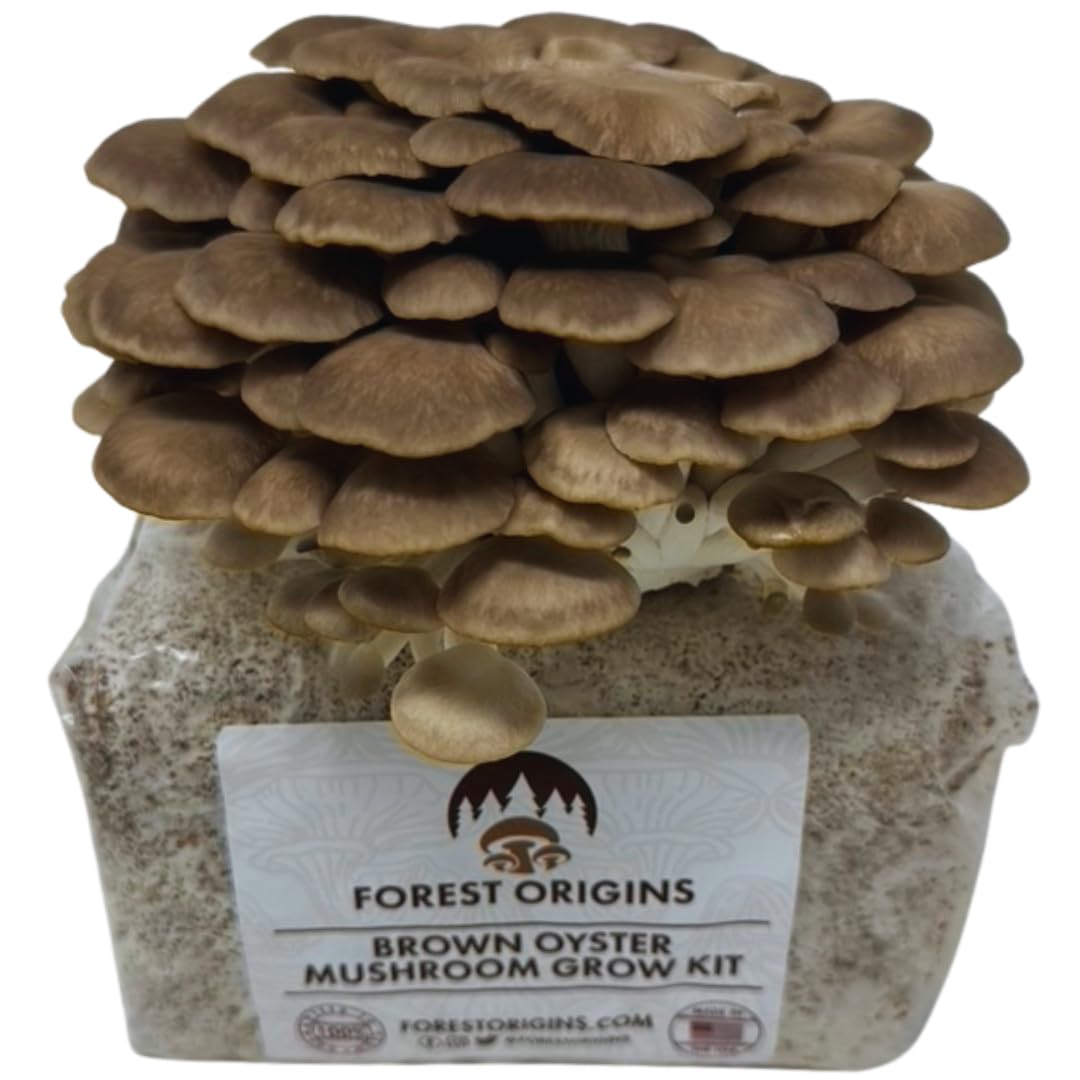 Forest Origins Brown Oyster Mushroom Grow Kit, Beginner Friendly & Easy to Use, Grows in 10 Days | Handmade in California, USA | Top Gardening Gift, Holiday Gift & Unique Gift