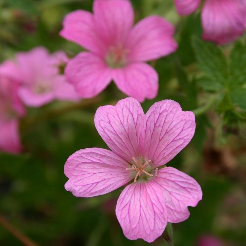 Plant Theory 9cm Pot Geranium Oxonianum Wargrave Pink Cranesbill Perennial