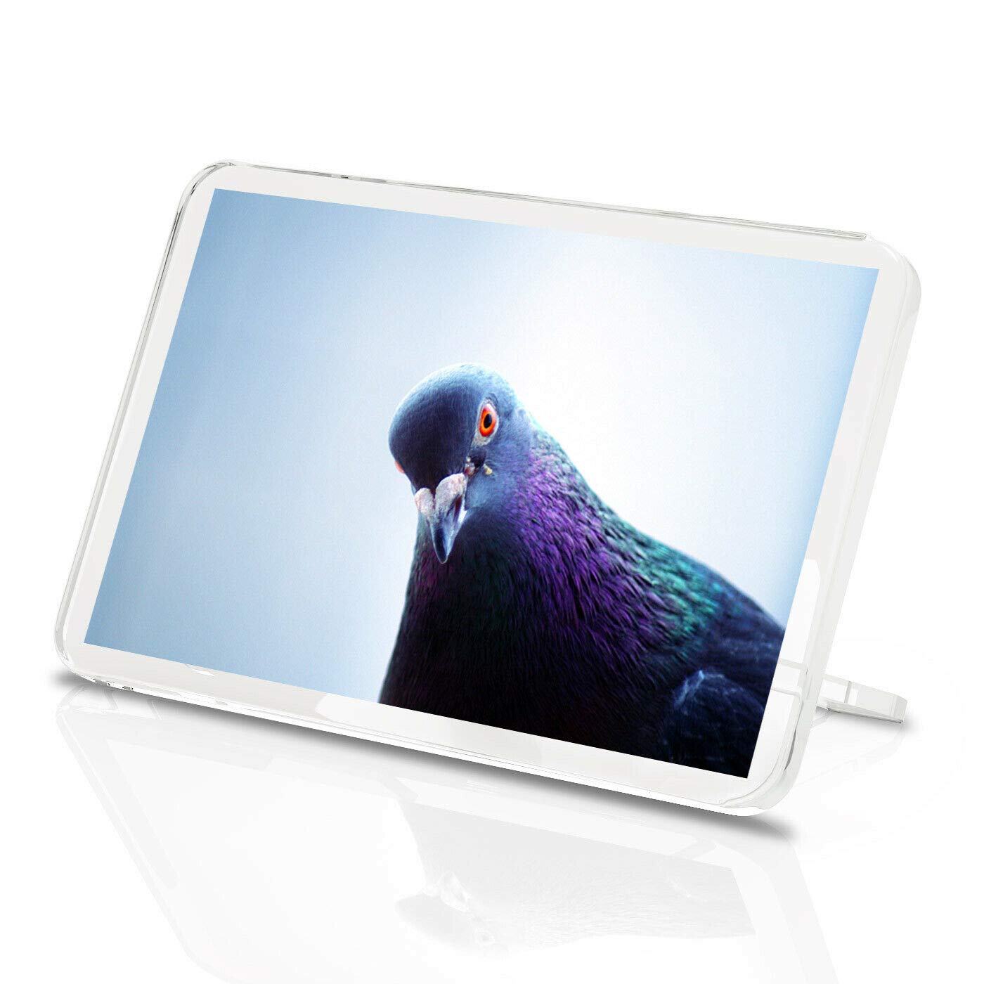 Funny Pigeon Classic Fridge Magnet - Bird Racing Homing Men's Animal Gift #16027