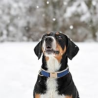 Vista 117 de Collar de Algodón Suave para Perro con Hebilla de Metal Ajustable de Servicio Pesado Cómodo Collares de Pana para Perros Pequeños, Medianos