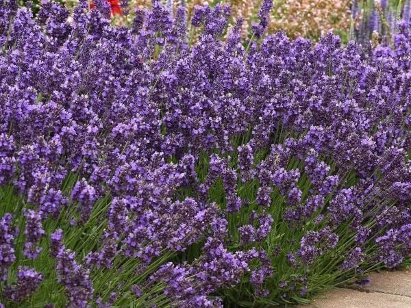 Greenwood Nursery SuperBlue Lavender 5-Pack