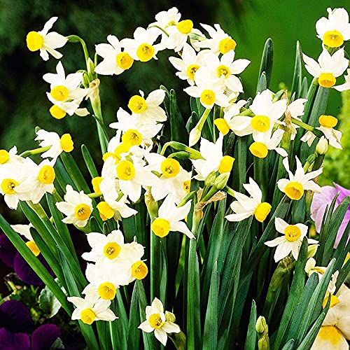 Bulbi Narcisi Perenni Bianchi - 6 Bulbi Da Fiore | Piante Da Giardino Esterno Decorativo