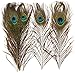 Baker Ross- Plumas Naturales de Pavo Real (Pack de 10) para manualidaes Infantiles