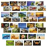 40 Pack Travel and Animal Postcards From Around the World for Mailing, Assorted Thank You Notes (4 x...