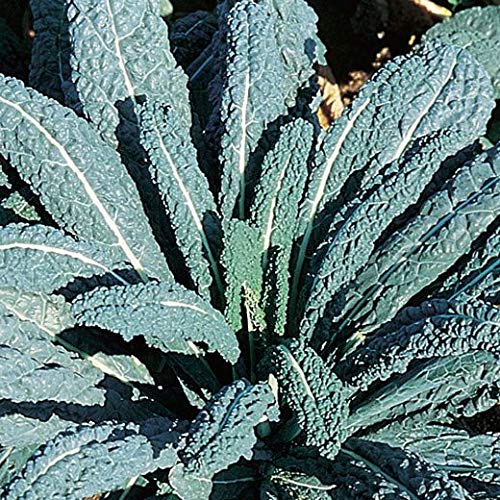 CAVOLO NERO DI TOSCANA NR.300 SEMI